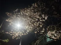 벚꽃