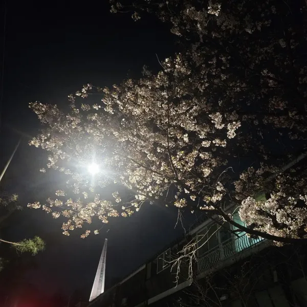 벚꽃