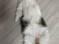 고양이 자랑 좀 하겠음