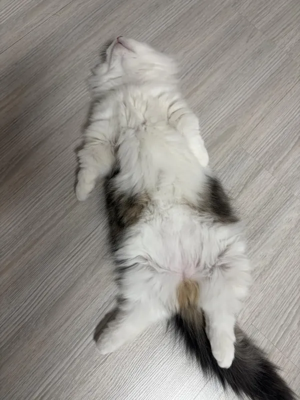 고양이 자랑 좀 하겠음