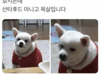 강아지 후드티 어디서 샀어요?