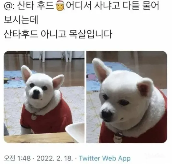 강아지 후드티 어디서 샀어요?