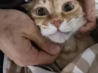 약먹기 싫은 우리 고앵이