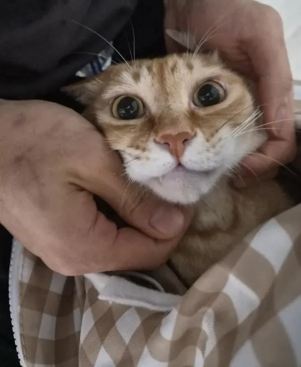 약먹기 싫은 우리 고앵이