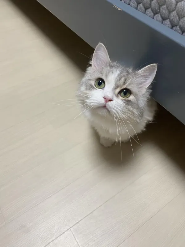 잠 안 와서 고양이 자랑