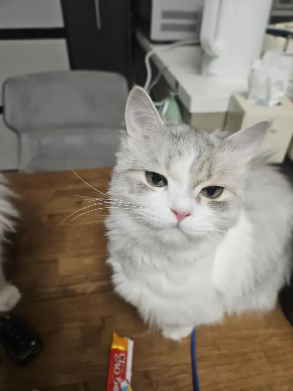 잠 안 와서 고양이 자랑