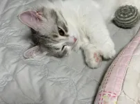 잠 안 와서 고양이 자랑
