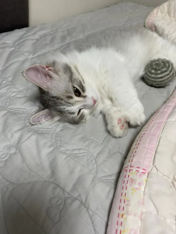 잠 안 와서 고양이 자랑