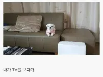나만 바라봐 준다는 생명체 