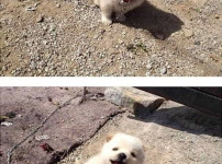 시골강아지의 세상 무해한 사진