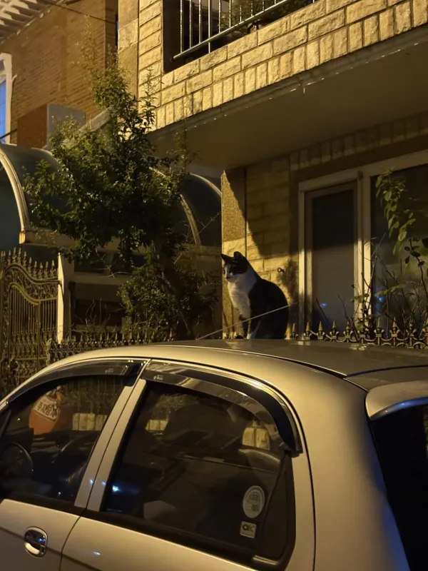 안녕 고양이