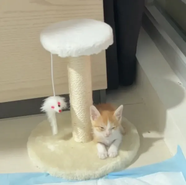 냥줍 근황