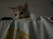 냥줍 근황