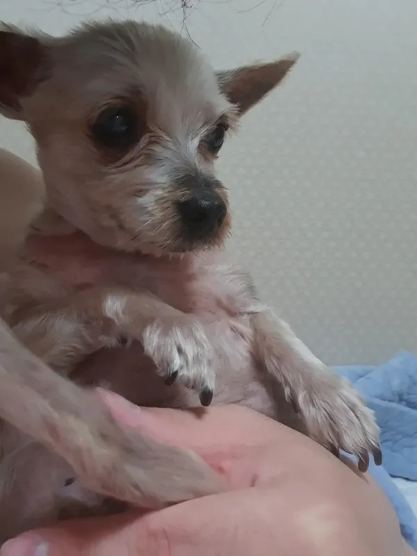 한 사년만에 오네