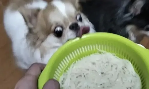 뭣 국수를 삶아?