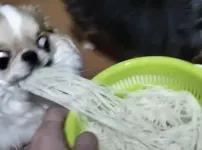 뭣 국수를 삶아?