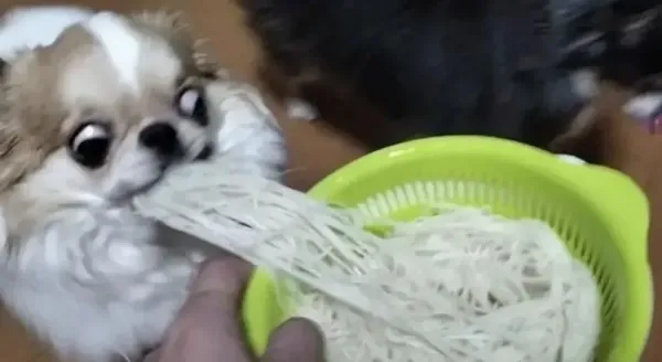 뭣 국수를 삶아?