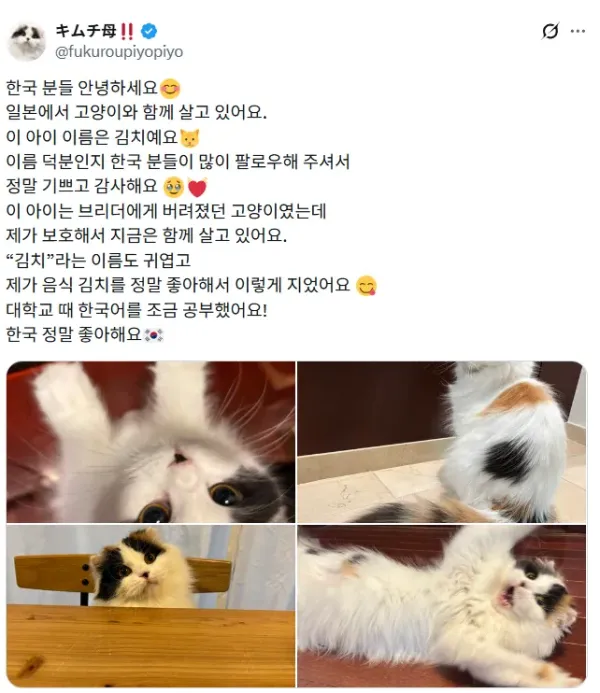 이름이 김치인 고양이