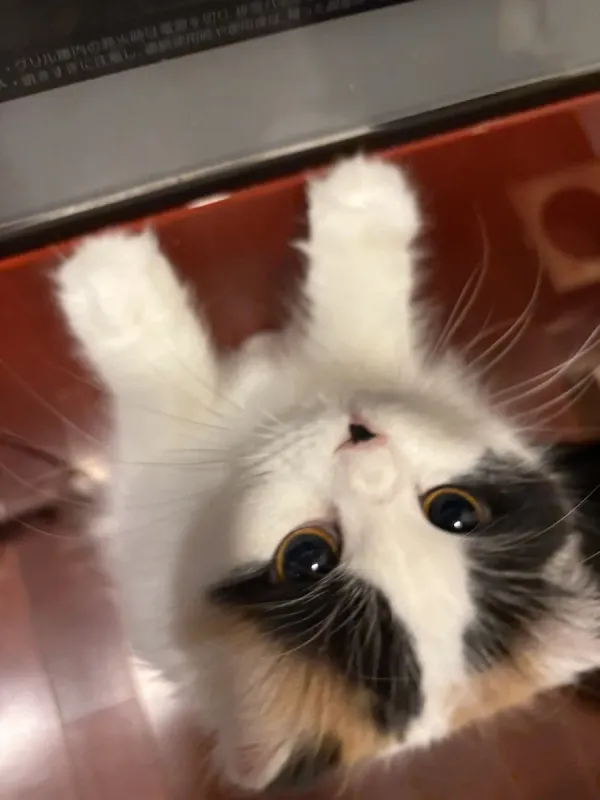 이름이 김치인 고양이