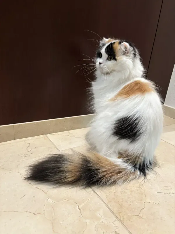 이름이 김치인 고양이