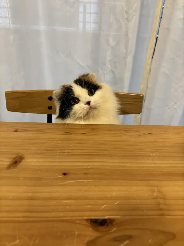 이름이 김치인 고양이