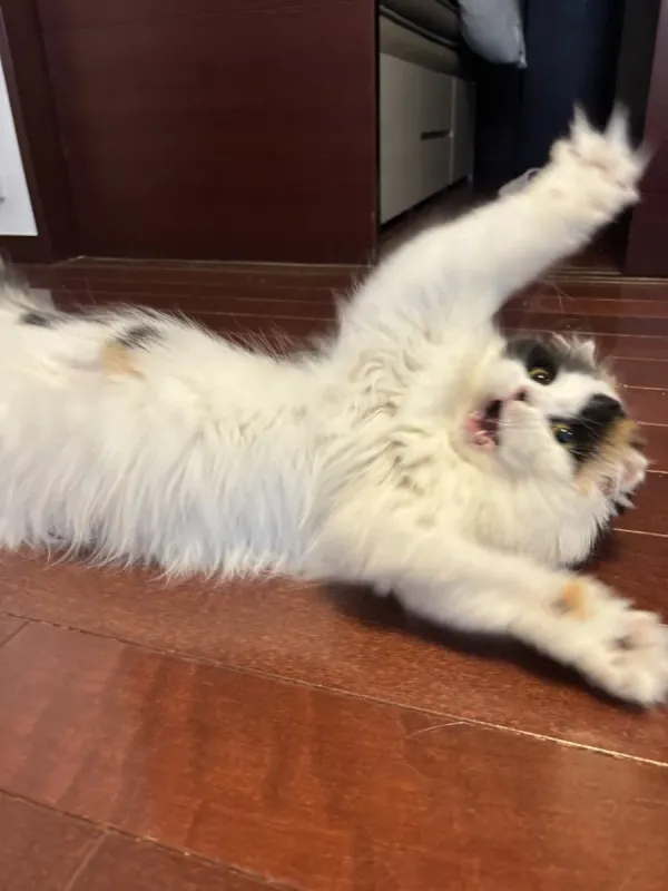이름이 김치인 고양이
