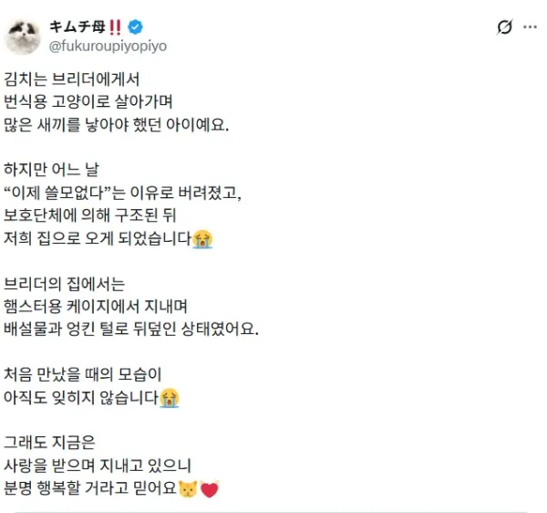 이름이 김치인 고양이