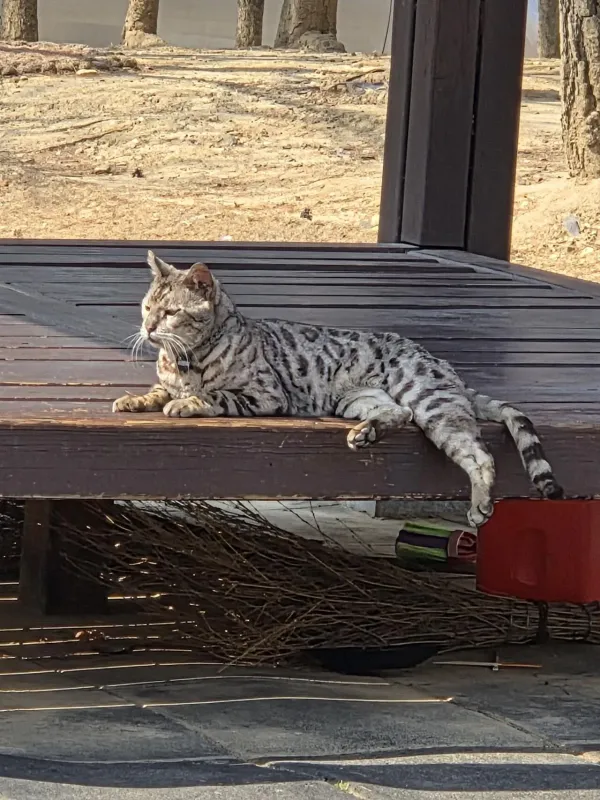이냥이 종이 뭘까요?