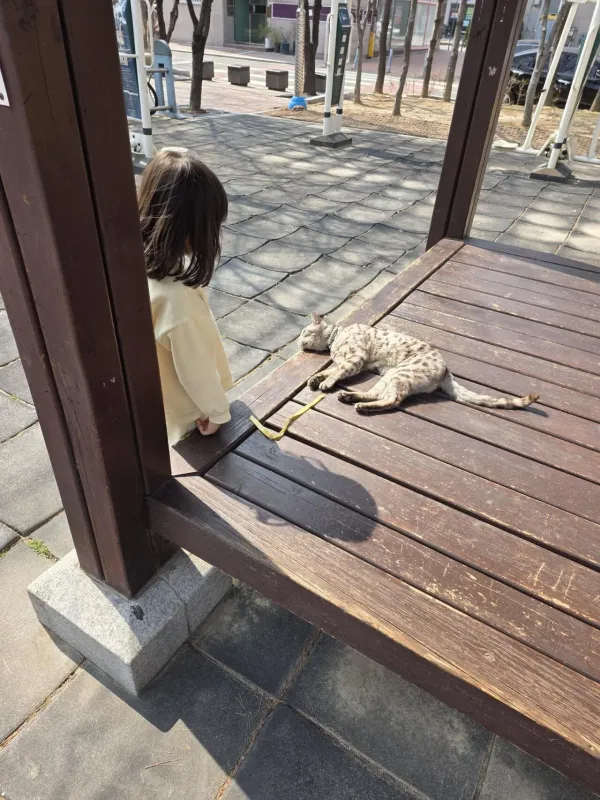 이냥이 종이 뭘까요?