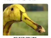 이것은 바나나 입니다