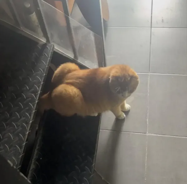 ㅈ 같이 생긴 고양이