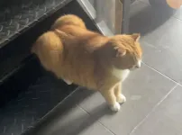 ㅈ 같이 생긴 고양이