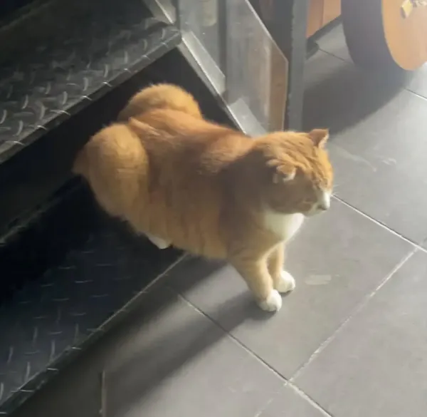 ㅈ 같이 생긴 고양이
