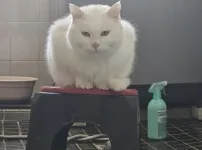 고양이 기싸움