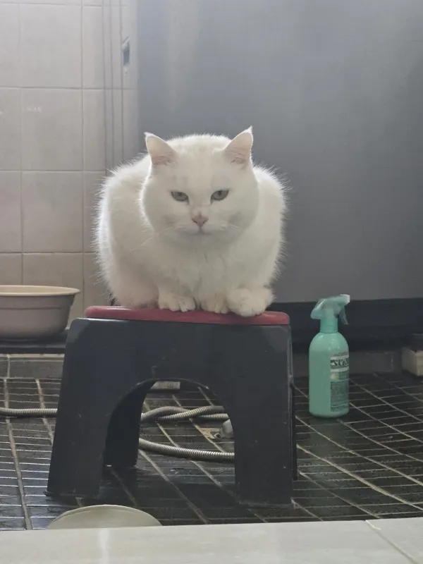 고양이 기싸움