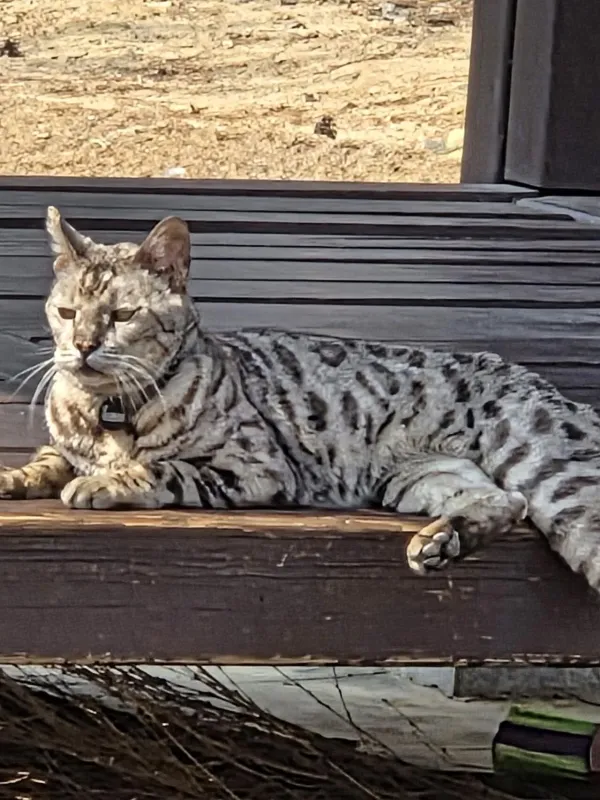 이냥이 종이 뭘까요?