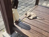 이냥이 종이 뭘까요?