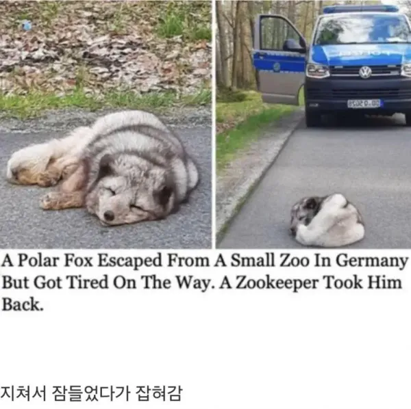 독일 동물원에서 탈출한 북극여우