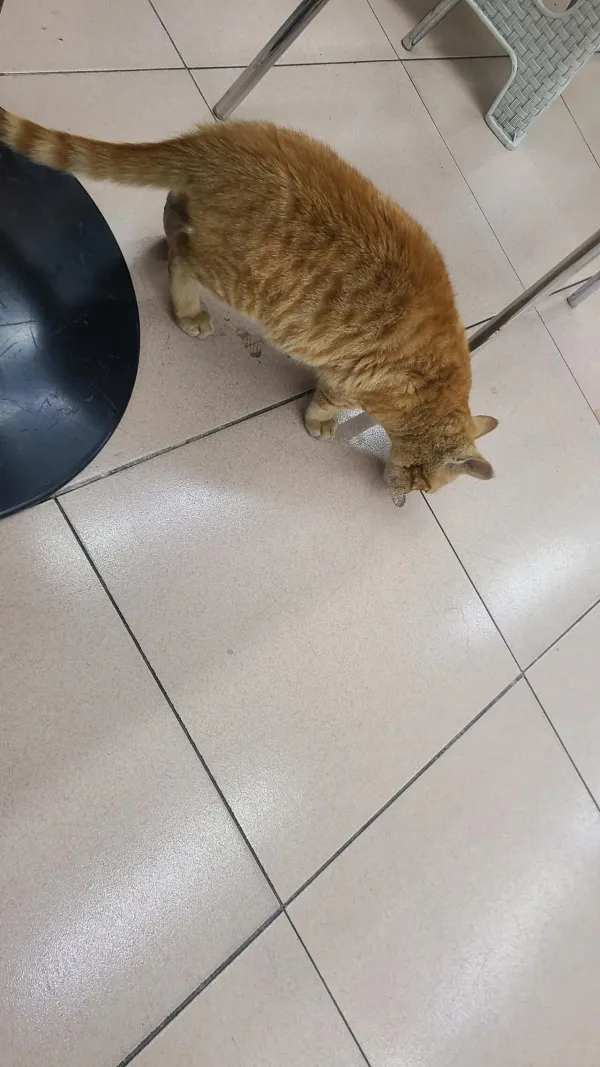 편의점왓는데 고양이가잇누..