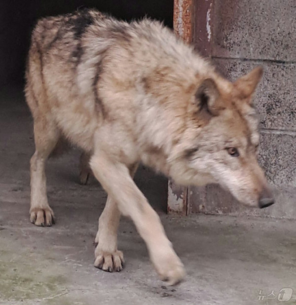 늑대 늑구 사람들이 놀라고 있는 대전 본가 넓이