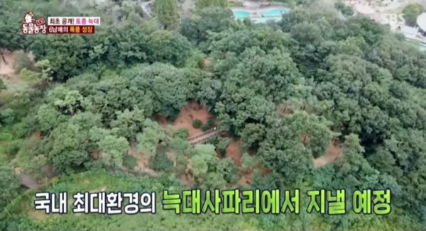 늑대 늑구 사람들이 놀라고 있는 대전 본가 넓이
