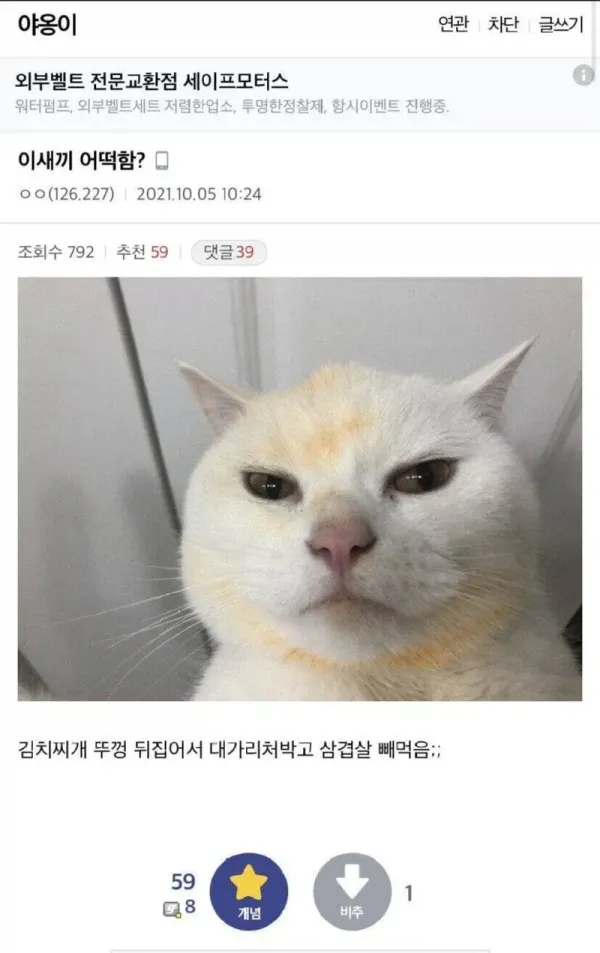 무혐의로 풀려난 고양이들