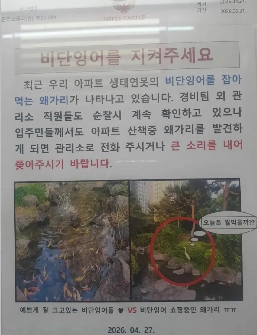 롯데캐슬의 비단잉어를 지켜주세요