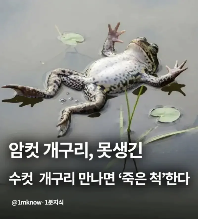 암컷 개구리가 못생긴 수컷 만나면 하는 행동