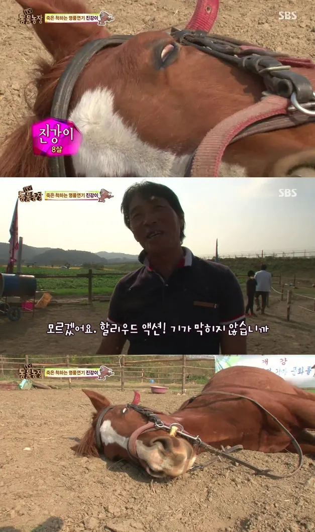 죽은 척하는 말