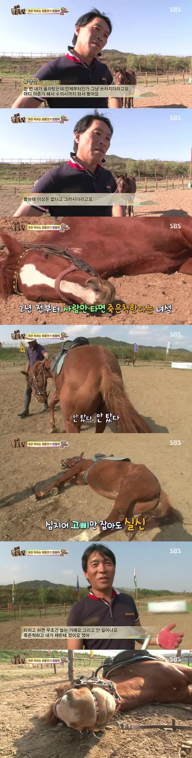 죽은 척하는 말