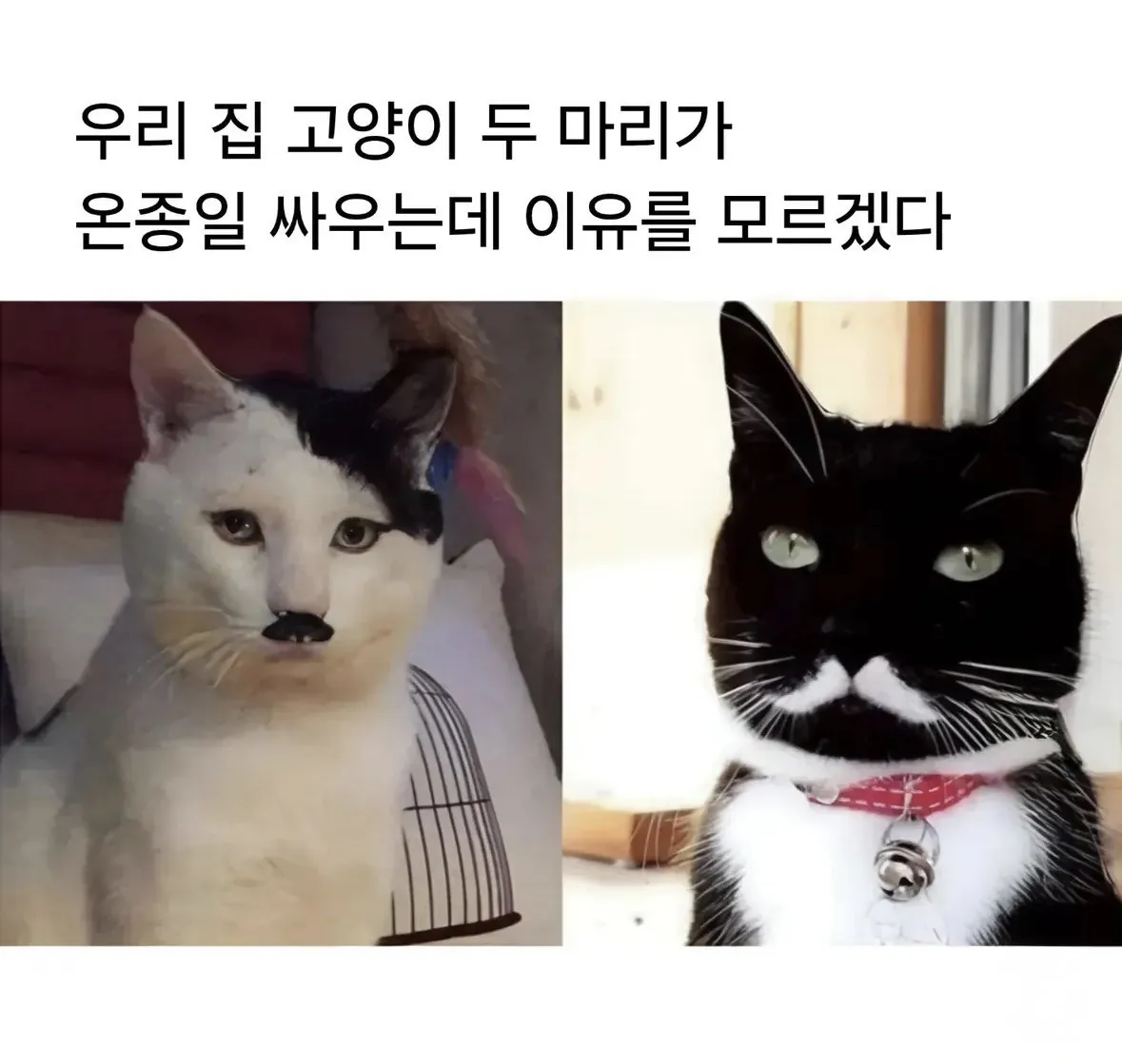 어느날부터 두 고양이가 미친듯이 싸웁니다