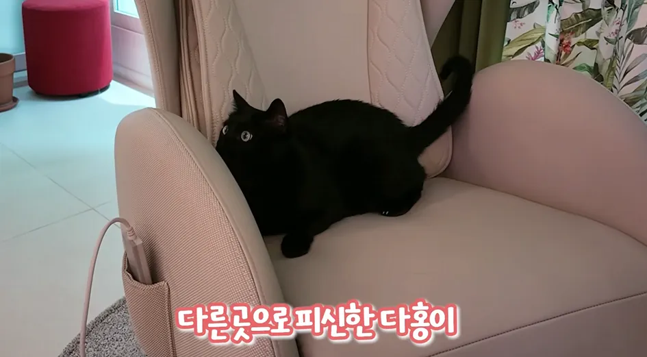 박수홍네 고양이 다홍이 근황