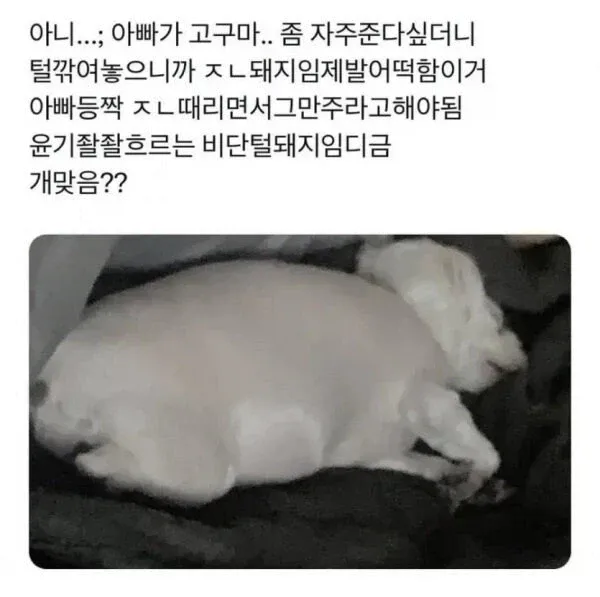 살 너무 쪄서 결국 털까지 밀어본 강아지ㅋㅋㅋㅋㅋㅋㅋ