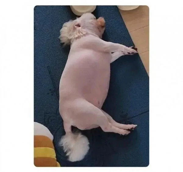 살 너무 쪄서 결국 털까지 밀어본 강아지ㅋㅋㅋㅋㅋㅋㅋ